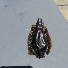 Callorhinchus capensis