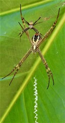 Argiope aetherea