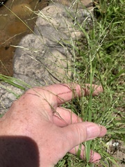 Eragrostis curvula