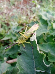 Taphronota calliparea