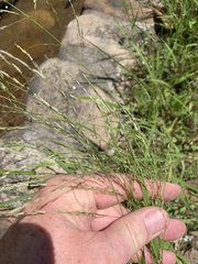 Eragrostis curvula