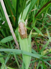 Hyperolius glandicolor