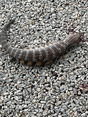 Tiliqua scincoides intermedia