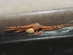 Neosparassus salacius