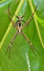 Argiope aetherea