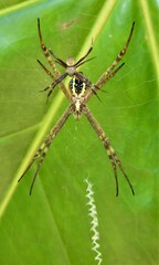 Argiope aetherea