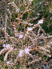 Limonium companyonis