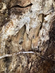 Camponotus lateralis