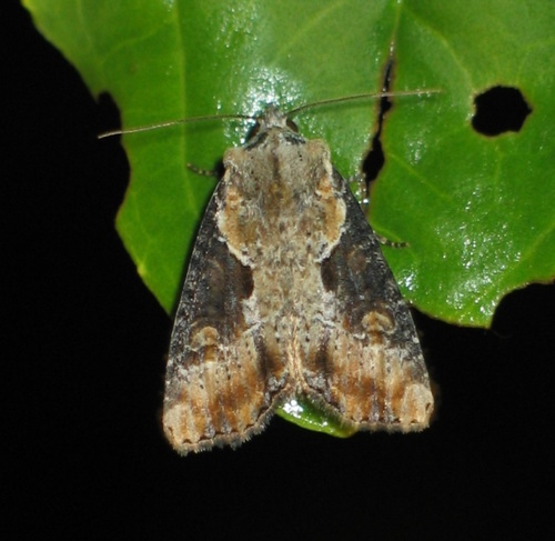 Double-lobed Moth