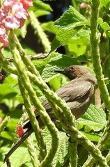 Myzomela obscura