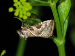 Eucarta virgo
