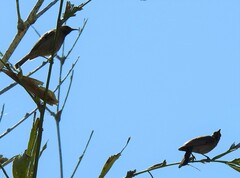 Myzomela obscura