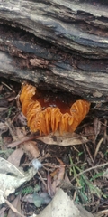 Heimiomyces velutipes
