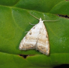 Nola cristatula