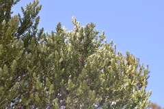 Melaleuca tortifolia