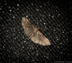 Mnesiloba eupitheciata