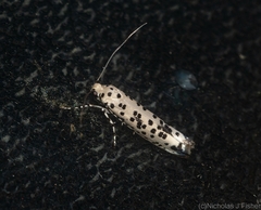 Yponomeuta pustulellus