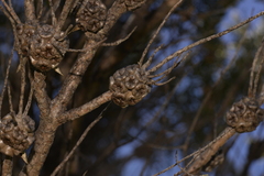 Melaleuca tortifolia