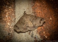 Lithilaria proestans