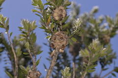 Melaleuca tortifolia