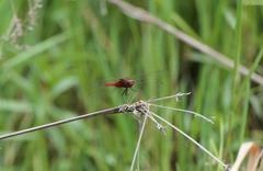 Rhodothemis lieftincki