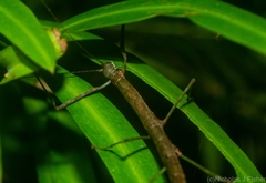Candovia strumosa