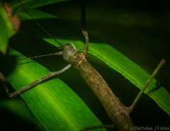Candovia strumosa