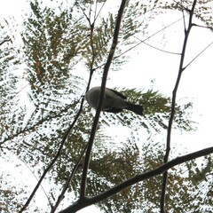 Pycnonotus sinensis formosae