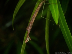 Candovia strumosa