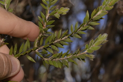 Melaleuca tortifolia