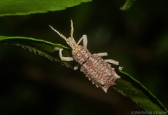 Leptopius setosus