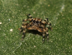 Thorelliola ensifera