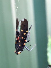 Desudaba maculata