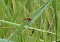 Aethriamanta nymphaeae