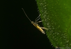 Caloptilia azaleella