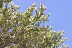 Melaleuca tortifolia