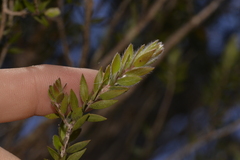 Melaleuca tortifolia