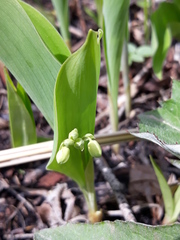 Convallaria keiskei