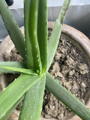 Aloe vera