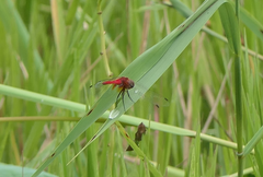 Aethriamanta nymphaeae