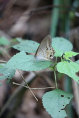 Lethe syrcis