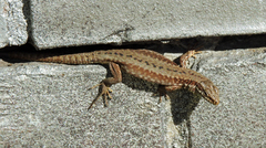 Podarcis muralis maculiventris