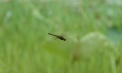 Hydrobasileus brevistylus