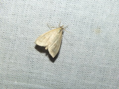 Udea lutealis