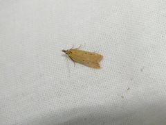 Dichomeris limosellus