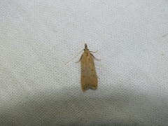 Dichomeris limosellus