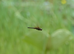 Hydrobasileus brevistylus