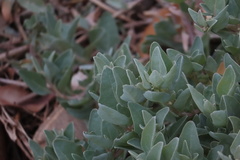 Atriplex maximowicziana