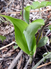 Convallaria keiskei