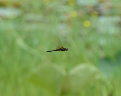 Hydrobasileus brevistylus